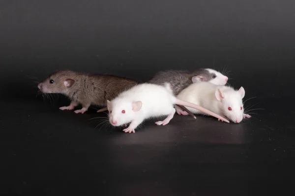 Nagyon Kicsi Bébi Patkányok Fekete Háttér — Stock Fotó
