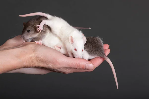 Pequenos Ratos Bebê Uma Mão Fundo Preto — Fotografia de Stock