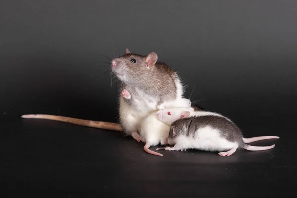 Retrato Rato Mãe Seus Bebês Pequenos — Fotografia de Stock