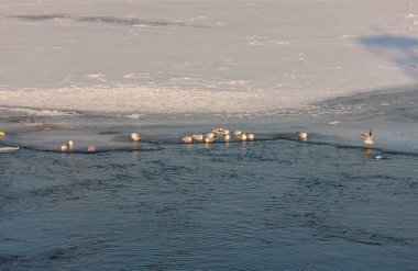 Nehirde buzun üzerinde martı sürüsü