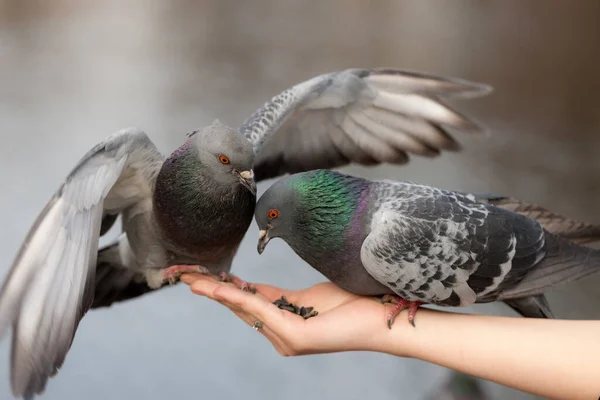 Zwei Hungrige Tauben Sitzen Auf Der Hand Aus Nächster Nähe — Stockfoto