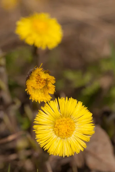 Spring Flowers Coltsfoot Close — Stock Photo, Image