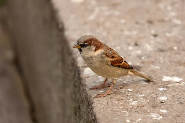 Portrait Sparrow Stone Closeup — Stock Photo, Image