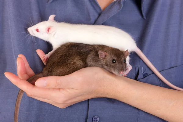 Zwei Babyratten Auf Einer Hand Aus Nächster Nähe — Stockfoto