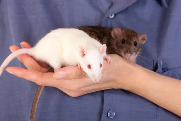 Deux Bébés Rats Sur Une Main Gros Plan — Photo