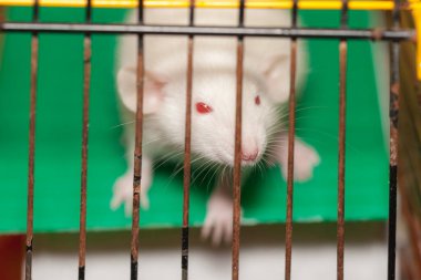 Kafesteki beyaz sıçan. Yaklaş.