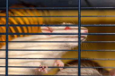 Kafesteki beyaz sıçan. Yaklaş.