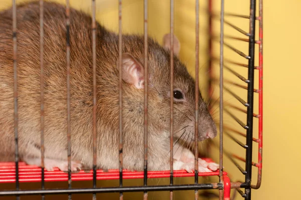 Rat Brun Domestique Dans Une Cage Gros Plan — Photo