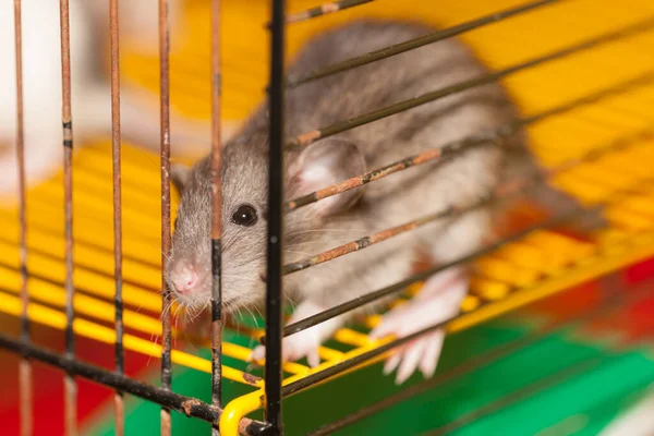 Piccolo Ratto Marrone Domestico Una Gabbia Primo Piano — Foto Stock