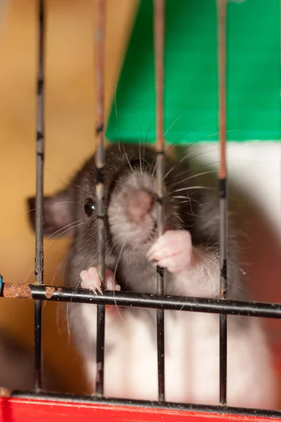 Pequeña Rata Doméstica Una Jaula Cerca — Foto de Stock