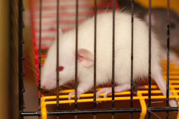 檻の中の白いネズミが ロイヤリティフリーのストック画像
