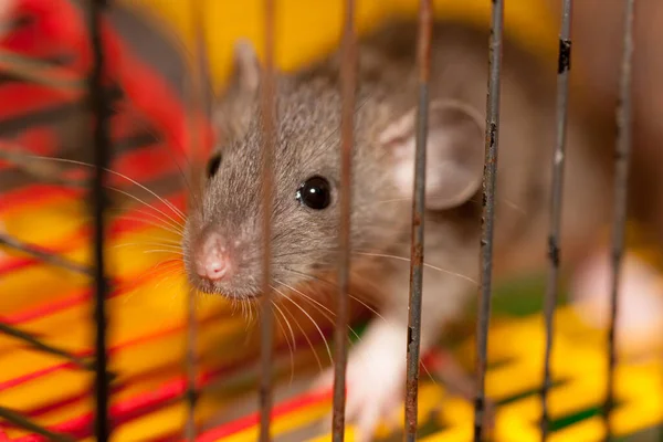 Kleine Huiselijke Bruine Rat Een Kooi Close Stockafbeelding