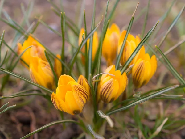 Piccoli Crochi Gialli Giorno Primavera — Foto Stock