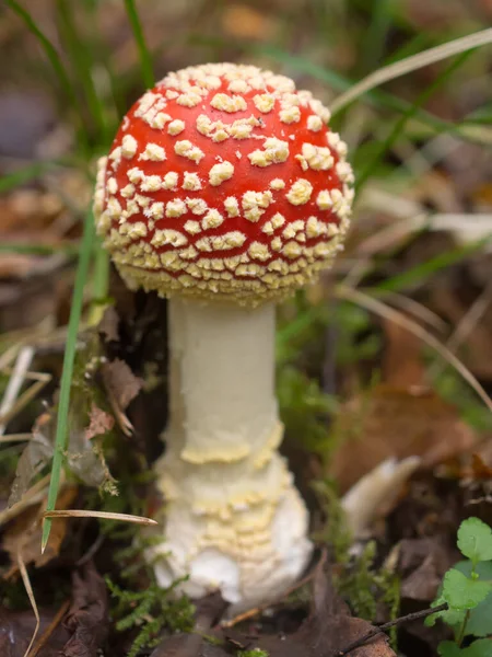 Mosca Rossa Agarico Nella Foresta Vicino — Foto Stock