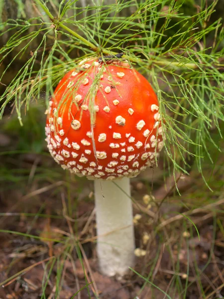 Röd Fluga Person Skogen Nära Håll — Stockfoto