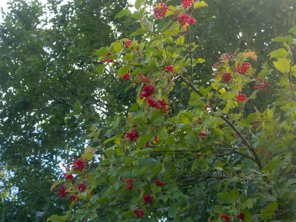 Branches Viorne Aux Baies Rouges Automne — Photo