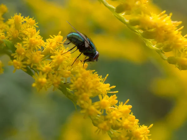 Voler Sur Des Fleurs Jaunes Verge Fermer — Photo