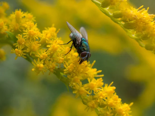 Voler Sur Des Fleurs Jaunes Verge Fermer — Photo