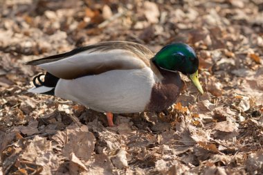 Parktaki kuru yaprakların üzerinde ördek portresi