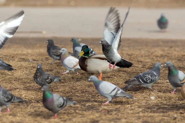 Bandada Palomas Pato Suelo — Foto de Stock