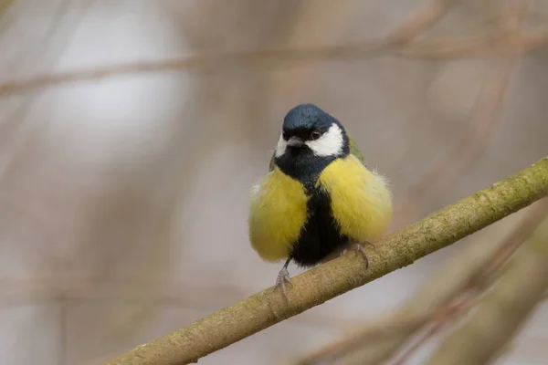 Retrato Titmouse Una Rama Parque — Foto de Stock