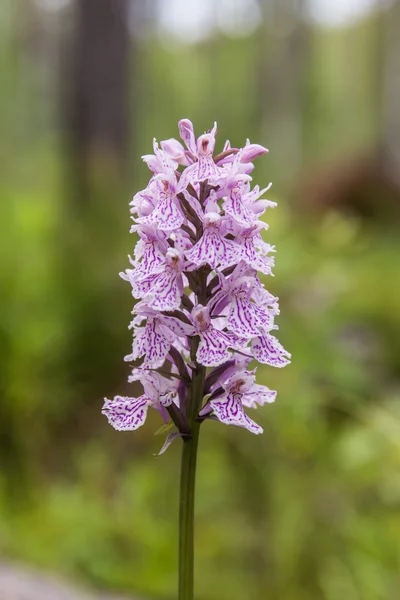 Orchis in fiore nella foresta — Foto Stock