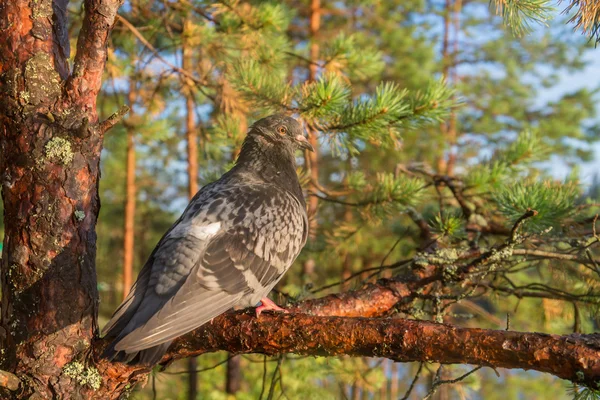 Pigeon assis sur un pin — Photo