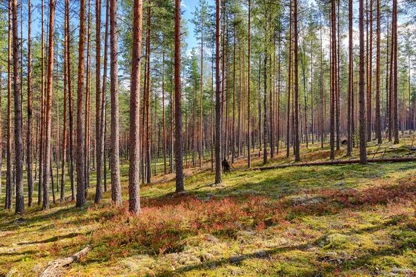 Paisagem em uma floresta de pinheiro — Fotografia de Stock