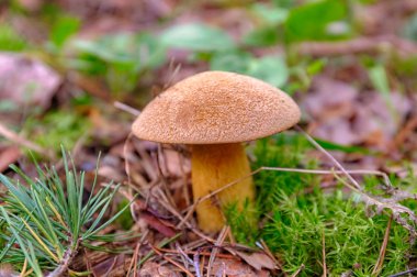 Xerocomus Subtomentosus