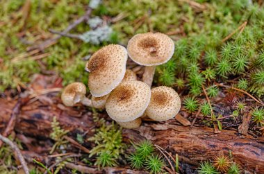 Armillariella mellea