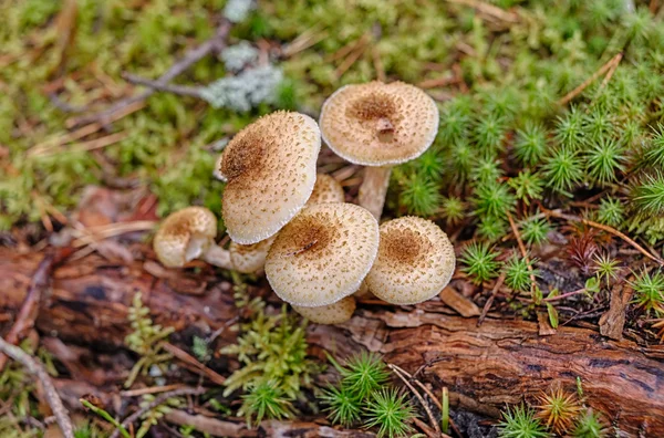 Armillariella obecná — Stock fotografie