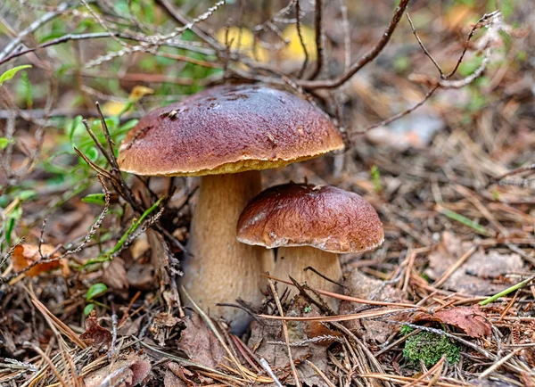 Two mushroom — Stock Photo, Image