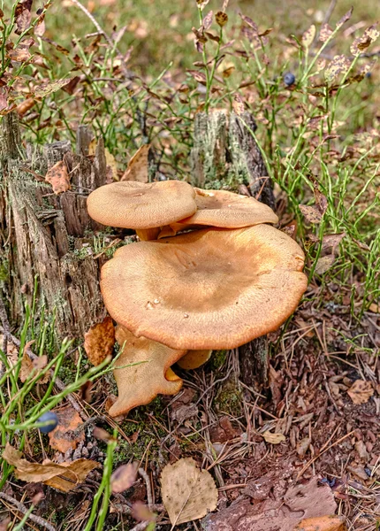 Paxillus involutus — Stock Photo, Image