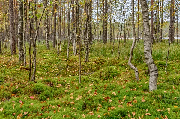 Pantano en el bosque —  Fotos de Stock