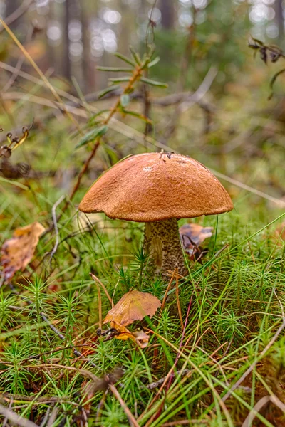 Leccinum versipelle — Stockfoto