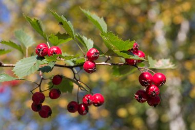 alıç şube yakın çekim