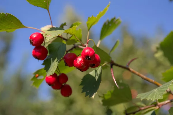 Weißdornzweig mit reifen Beeren — Stockfoto