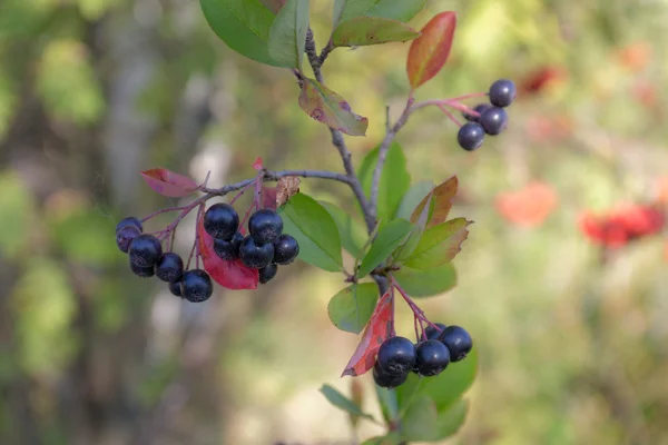 Rama de aronia —  Fotos de Stock