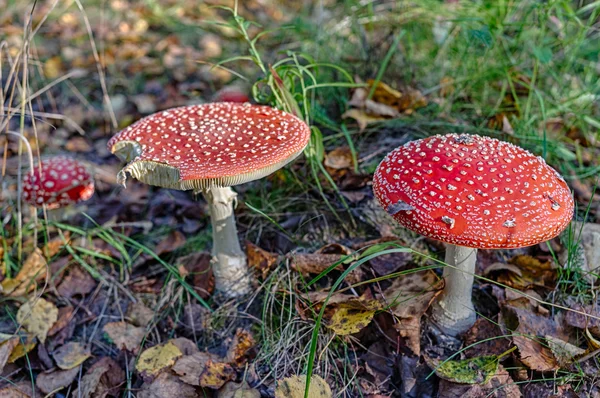 Fly agaric in autumn forest — Stock Photo, Image