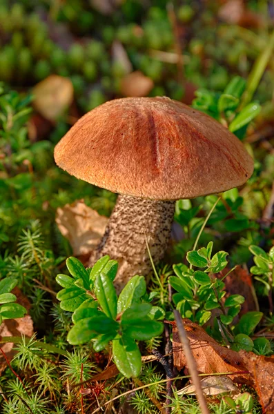 Orange-cap boletus growing in the forest — Stock Photo, Image