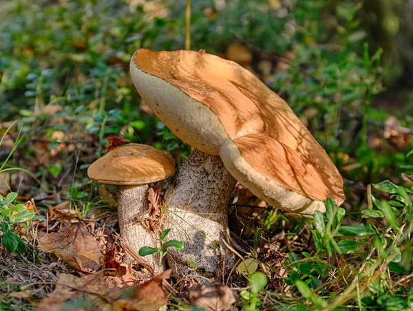 Dos boletus de capucha naranja — Foto de Stock