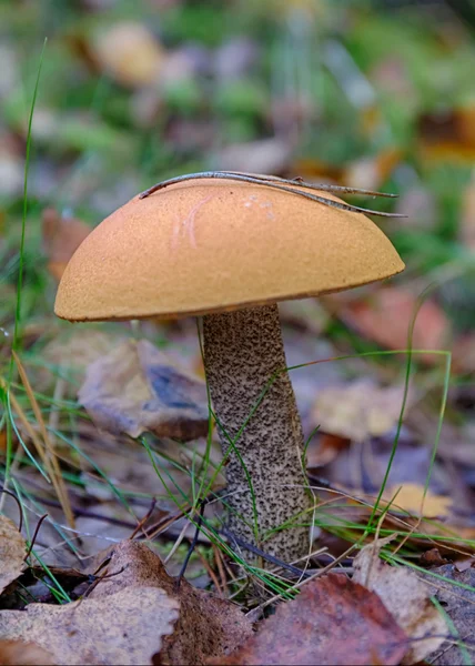 Hermoso boletus naranja-cap —  Fotos de Stock