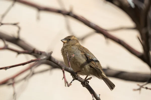 Sparrow — Stock fotografie