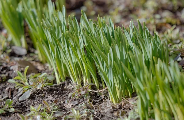 Voorjaarstijd — Stockfoto