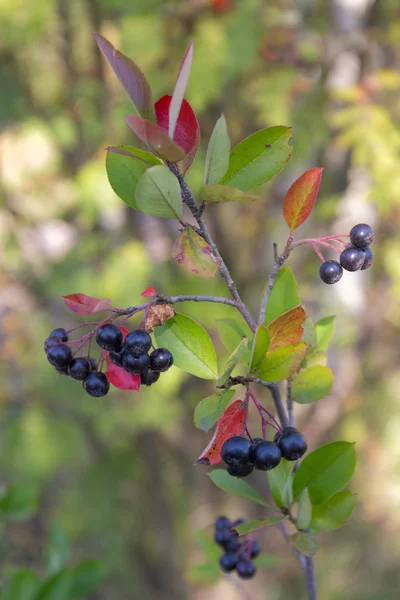 Aronia branch with ripe berries — Stock Photo, Image