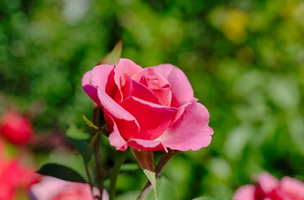 Pink rose — Stock Photo, Image