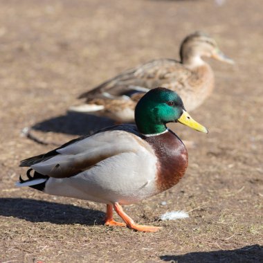 güneşli bir gün içinde iki ördek