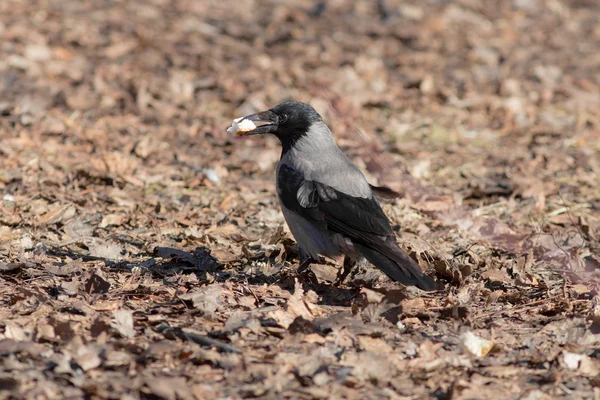 Corbeau affamé — Photo