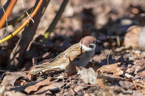 Gorrión sobre hojas caídas de otoño —  Fotos de Stock