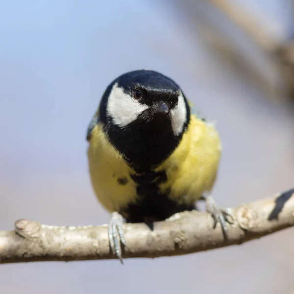 Цікавий titmouse — стокове фото